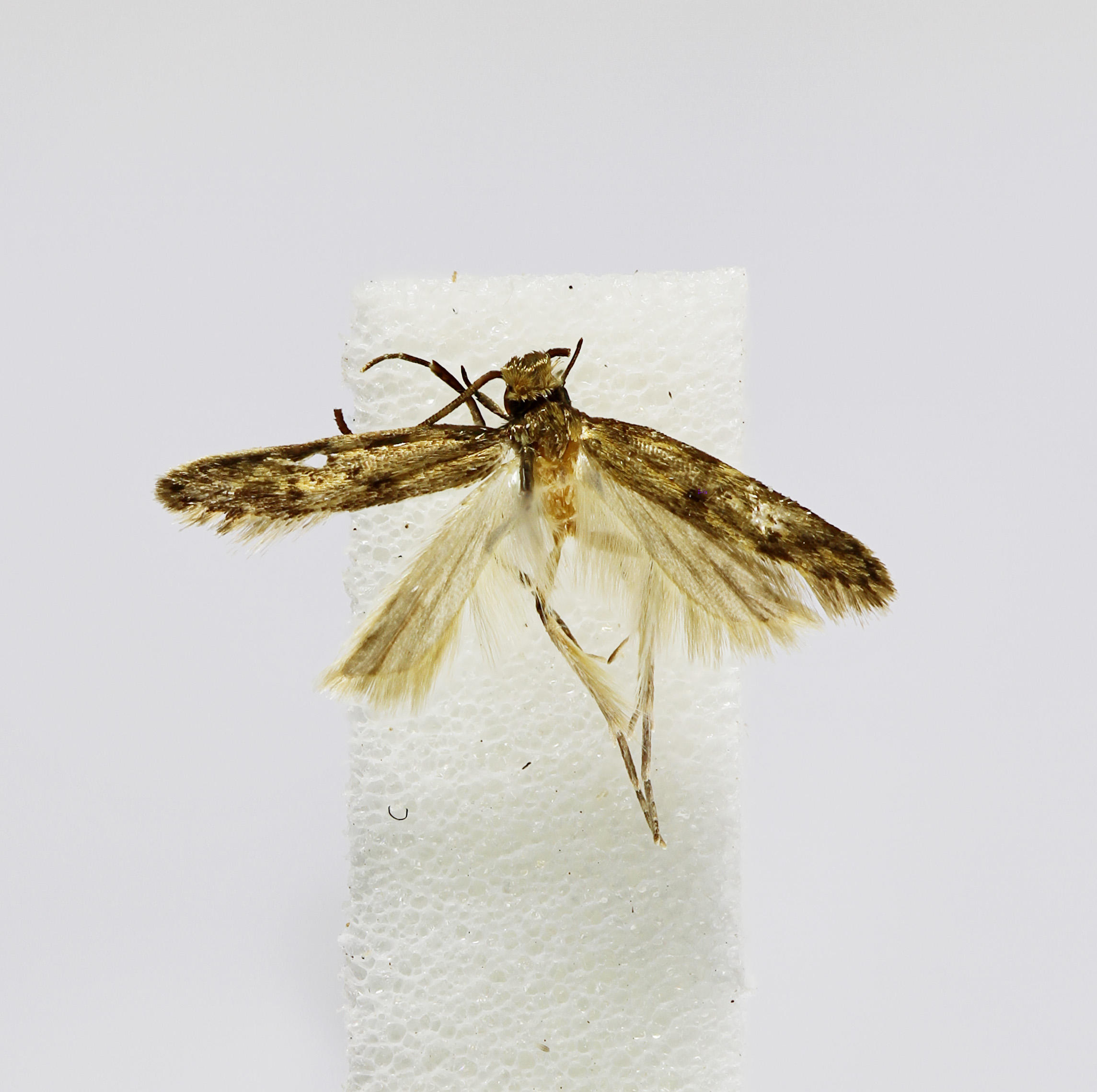 Galagete consimilis Landry, 2002 de la Colección de Invertebrados (ICCDRS 47147). Foto: ICCDRS Collection.